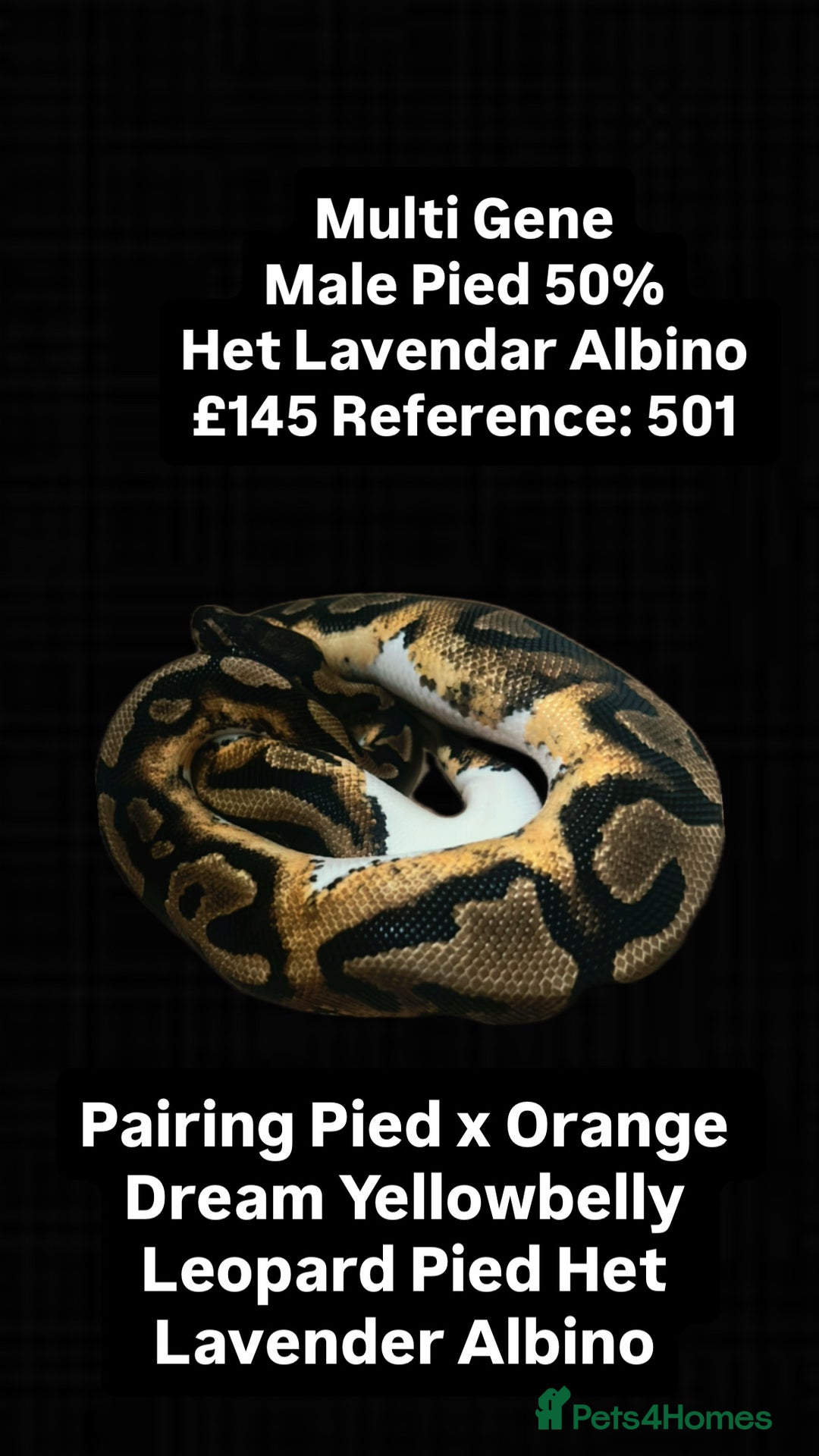 Python Snake reptiles for sale: Various 2025 Pied Ball Pythons Royal Snake - Advert 1