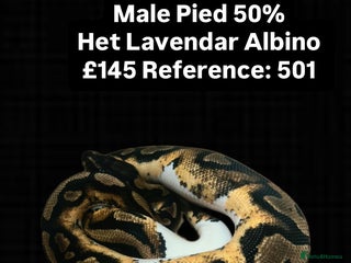 Python Snake reptiles Various 2025 Pied Ball Pythons Royal Snake - Advert 1