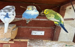Budgerigars birds for sale: Budgies for sale - Image 7