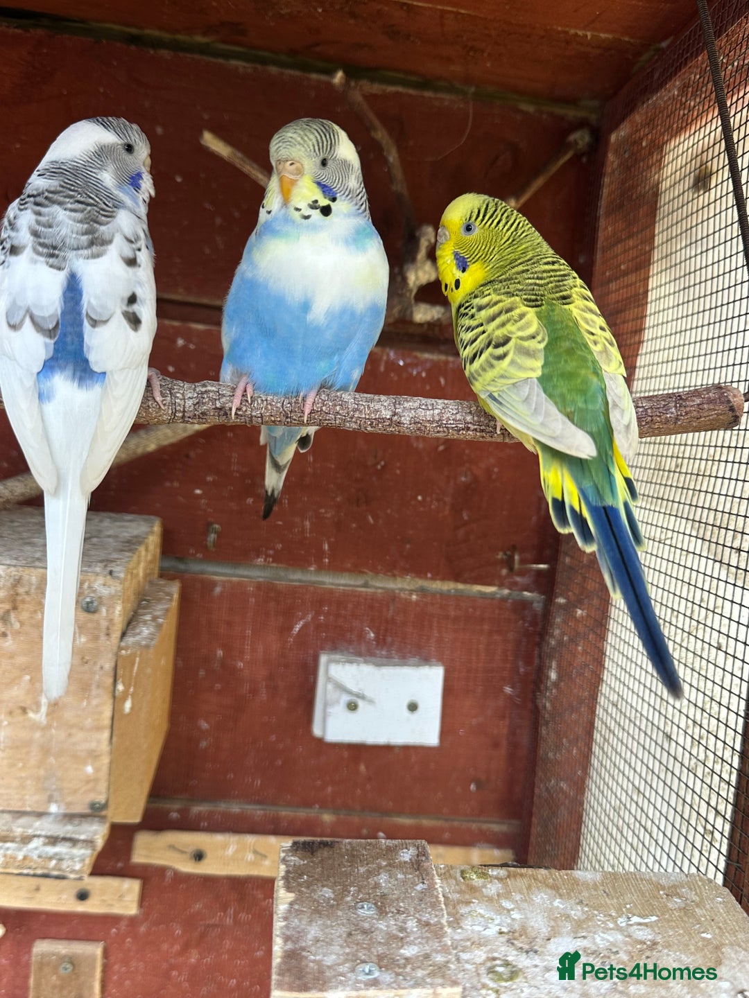 Budgerigars birds for sale: Budgies for sale - Image 7