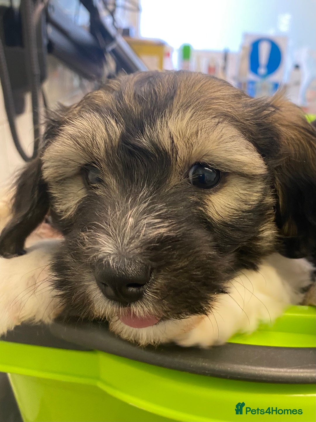 Mixed Breed dogs for sale: Doxie - chon puppies for sale - Image 37