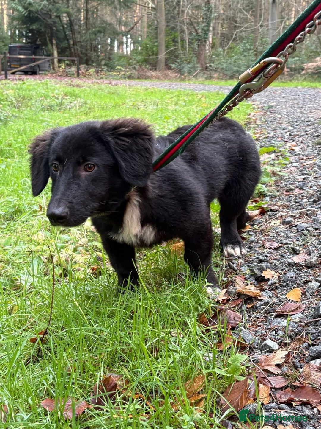 Mixed Breed dogs for adoption: Leo - Norwich Norfolk  - Advert 9
