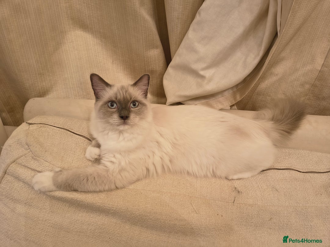 Ragdoll cats for sale: PEDIGREE RAGDOLL TICA REGISTERED - Image 9