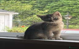 British Shorthair cats for sale: A Gorgeous British shorthair kitten  - Image 3