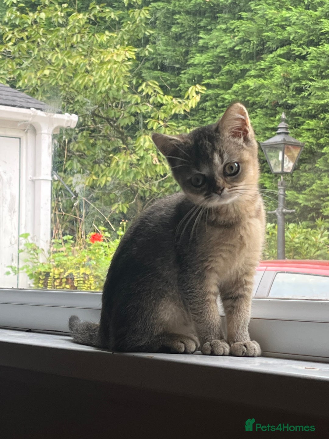 British Shorthair cats for sale: A Gorgeous British shorthair kitten  - Image 3