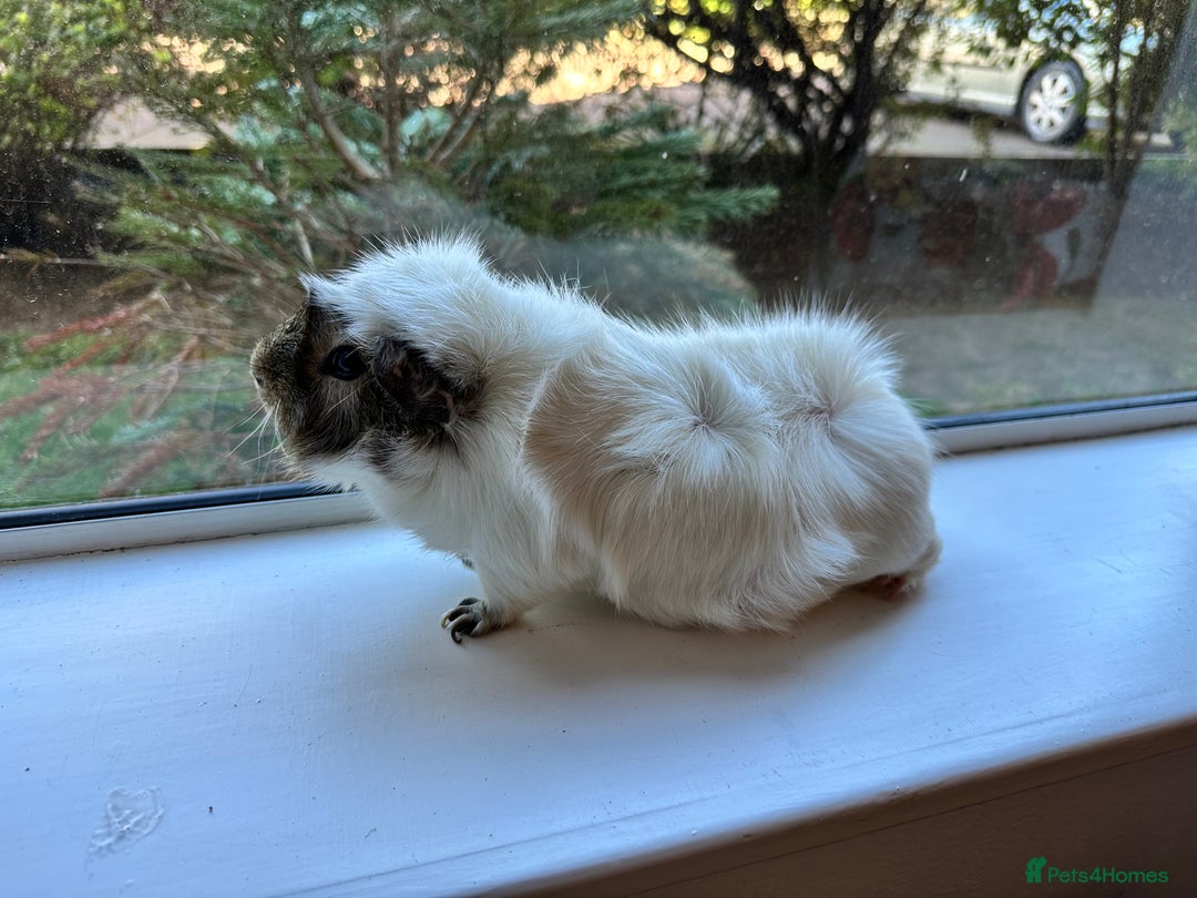 Guinea Pig rodents for sale: Boar White Abyssinian Cavy - Image 4