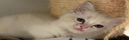 Ragdoll cats for sale: Gorgeous Ragdoll  - Advert 1