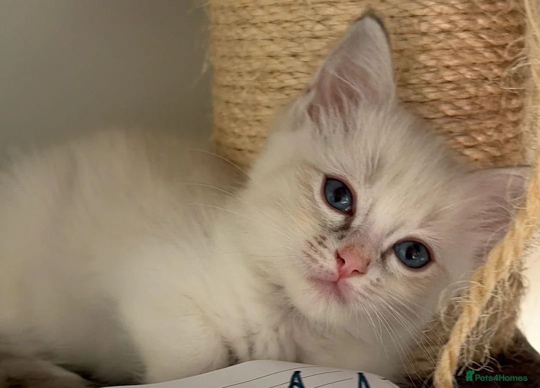 Ragdoll cats for sale: Gorgeous Ragdoll  - Advert 1