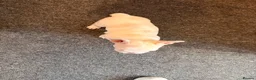 French Bulldog dogs for sale: french bulldogs ready next week  - Advert 6