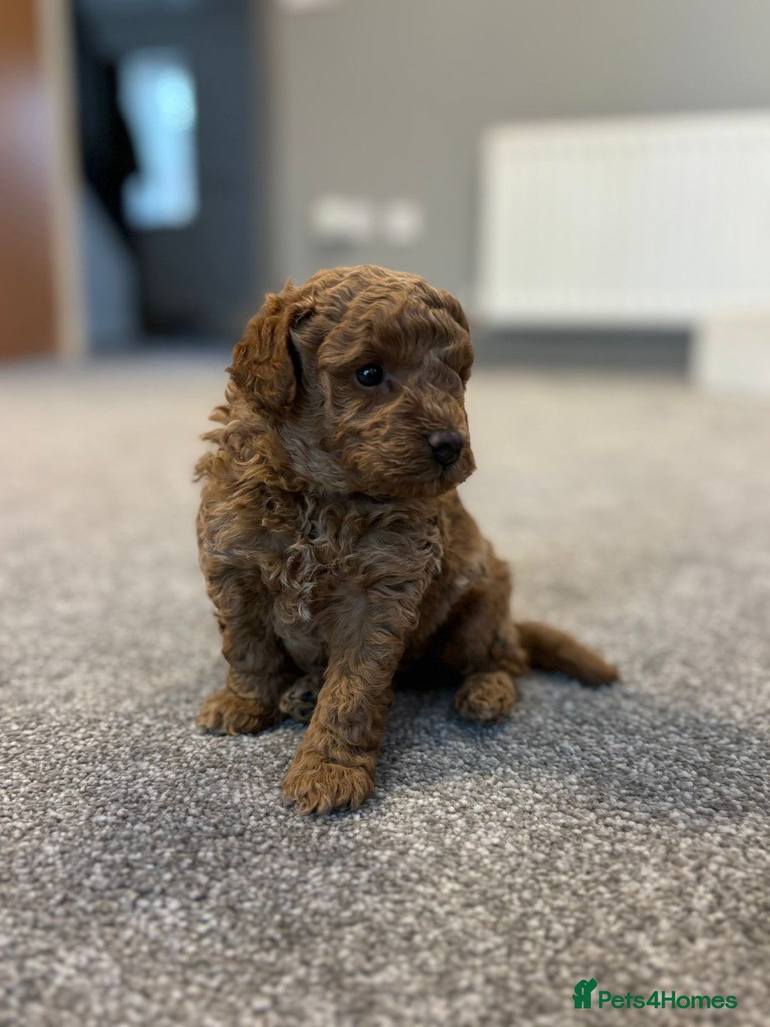 Cavapoo dogs for sale: F1b cavapoo babies - Advert 7