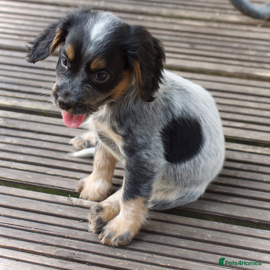 Cocker Spaniel dogs for sale: Beautiful KC Registered Cocker Spaniel Puppies  - Image 6