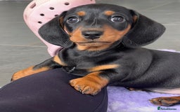 Miniature Dachshund dogs for sale:  PRA clear, Mother is a certified school dog  - Image 4