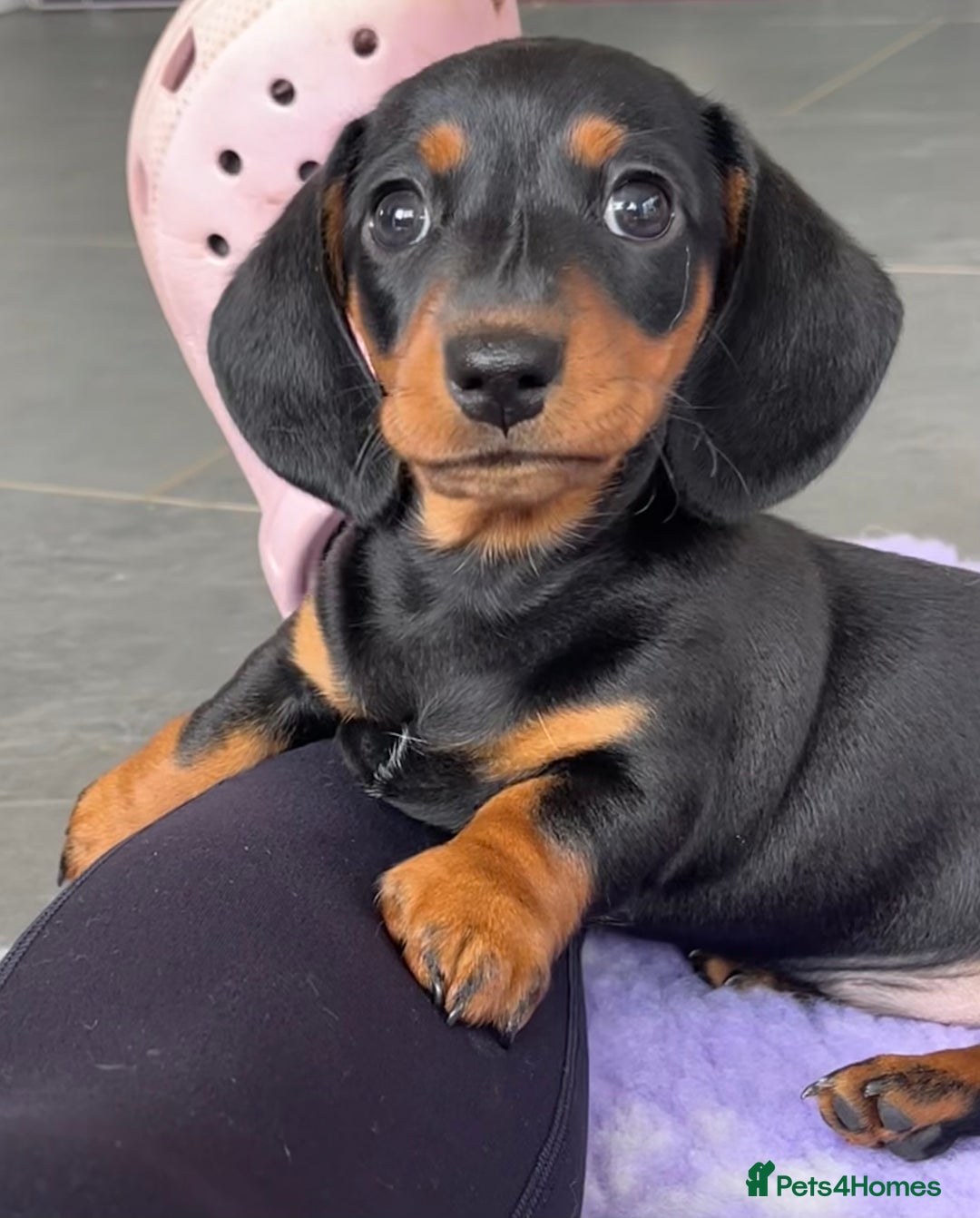 Miniature Dachshund dogs for sale:  PRA clear, Mother is a certified school dog  - Image 4