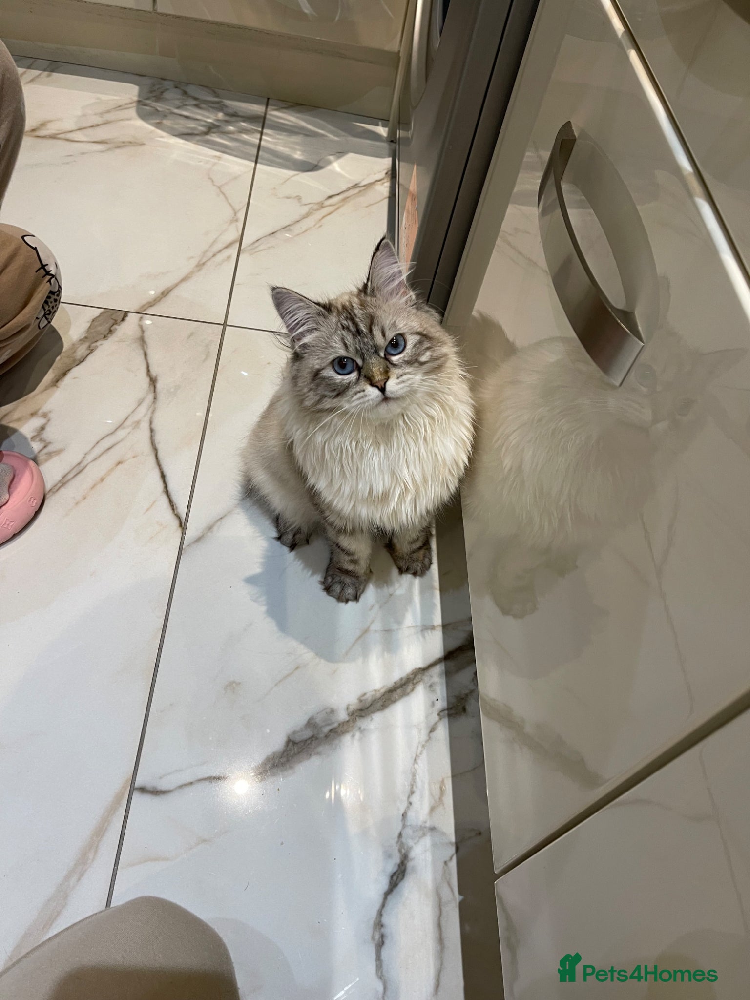 Siberian cats Beautiful Siberian Female – Spayed, Vaccinated - Advert 5
