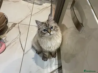 Siberian cats Beautiful Siberian Female – Spayed, Vaccinated - Advert 2