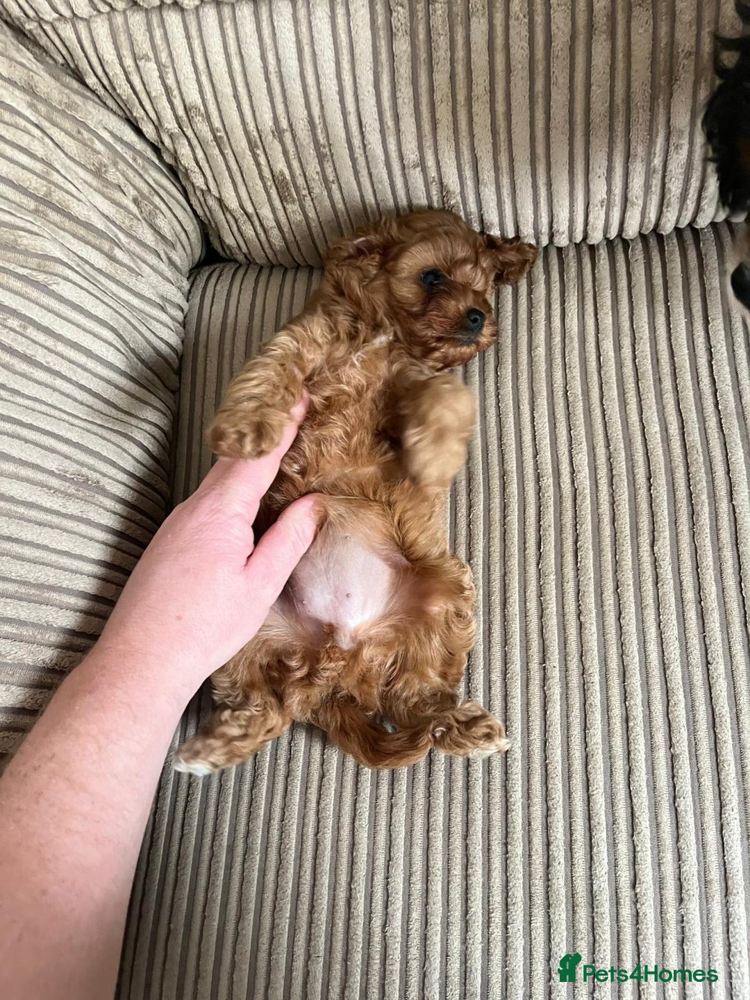Cavapoo dogs for sale: Cavapoo (Girl) - Advert 5