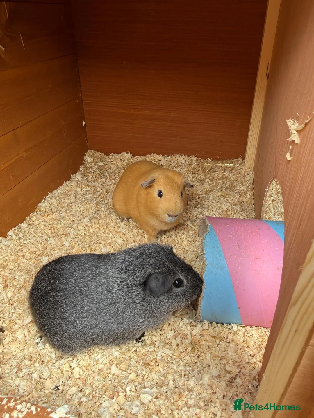 Guinea Pig rodents for sale: 2 x male guinea pigs, very kid friendly in Farnborough - Advert 1