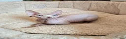 Sphynx cats for sale: Rare Blue-Eyed Sphynx Kitten TICA & GCCF  - Advert 14