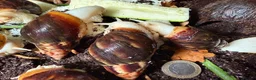 Snails invertebrates for sale: Achatina Fulica Giant African land snails  - Advert 4