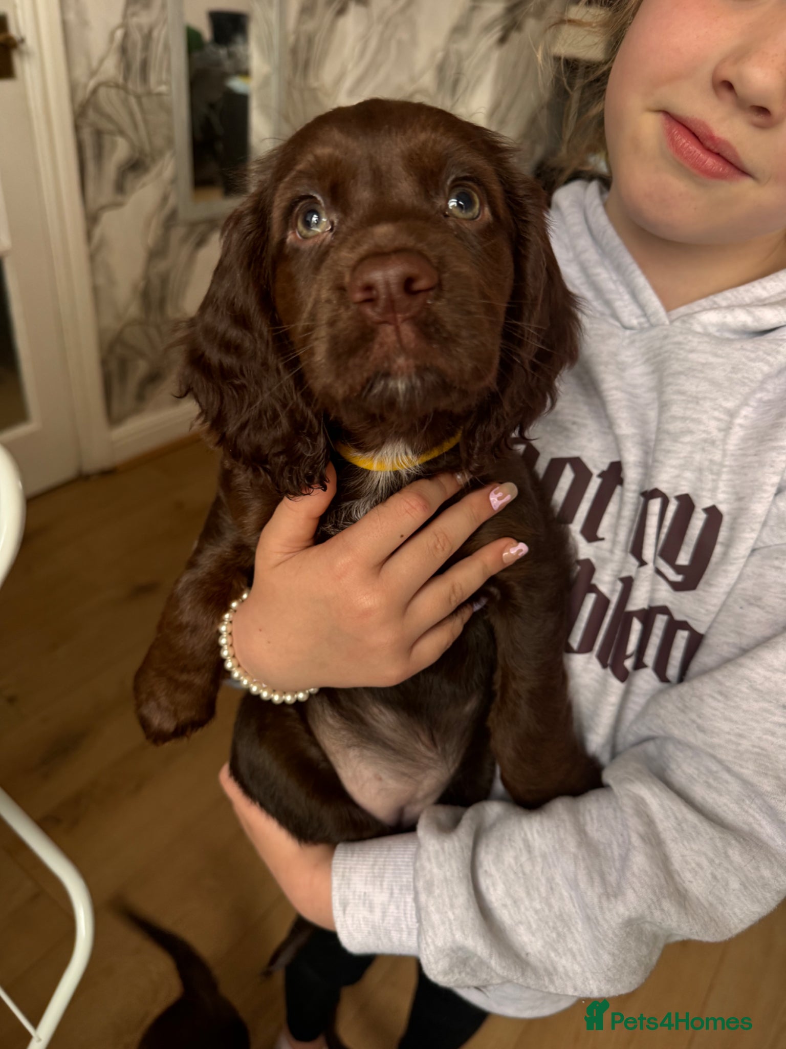 Cocker Spaniel dogs Stunning working cocker spaniel puppy’s  - Advert 16