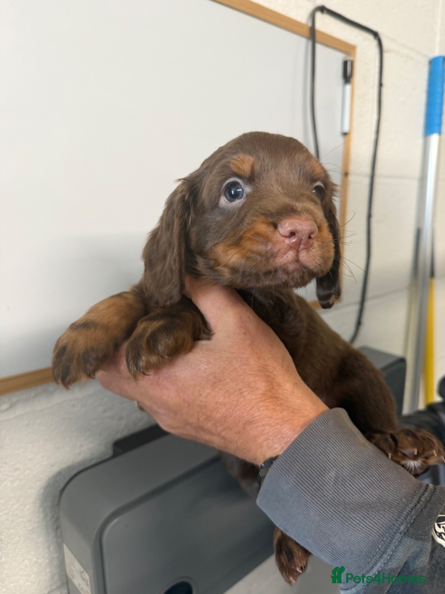 Cocker Spaniel dogs READY- KC Reg Working Cocker Spaniel male pups - Advert 1