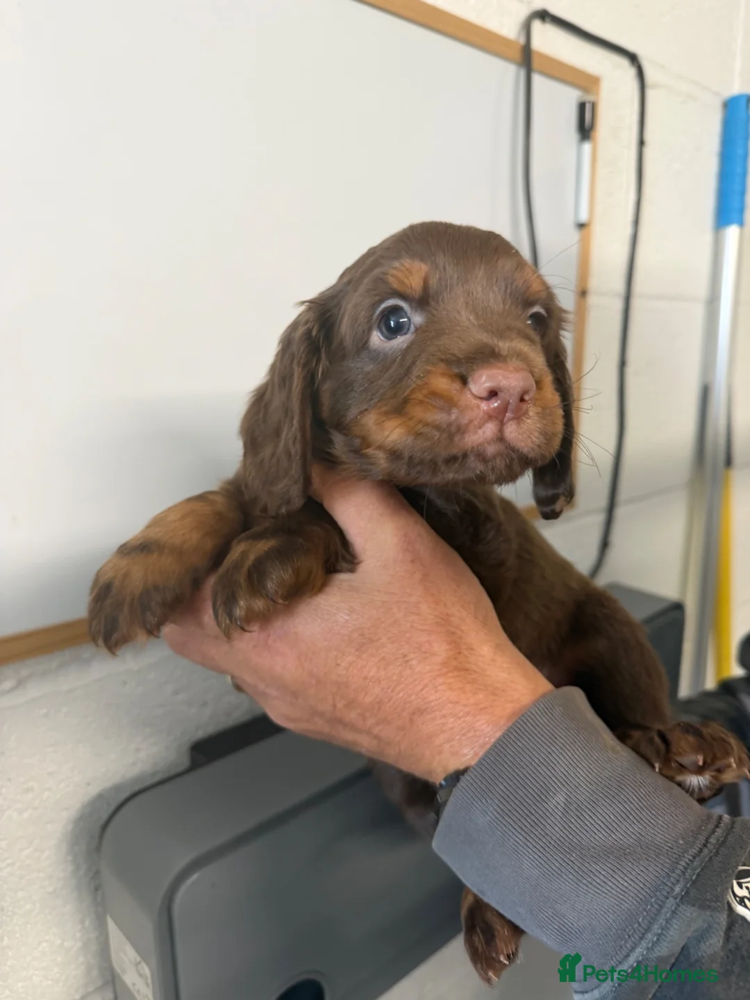 Cocker Spaniel dogs for sale: READY- KC Reg Working Cocker Spaniel male pups - Advert 1