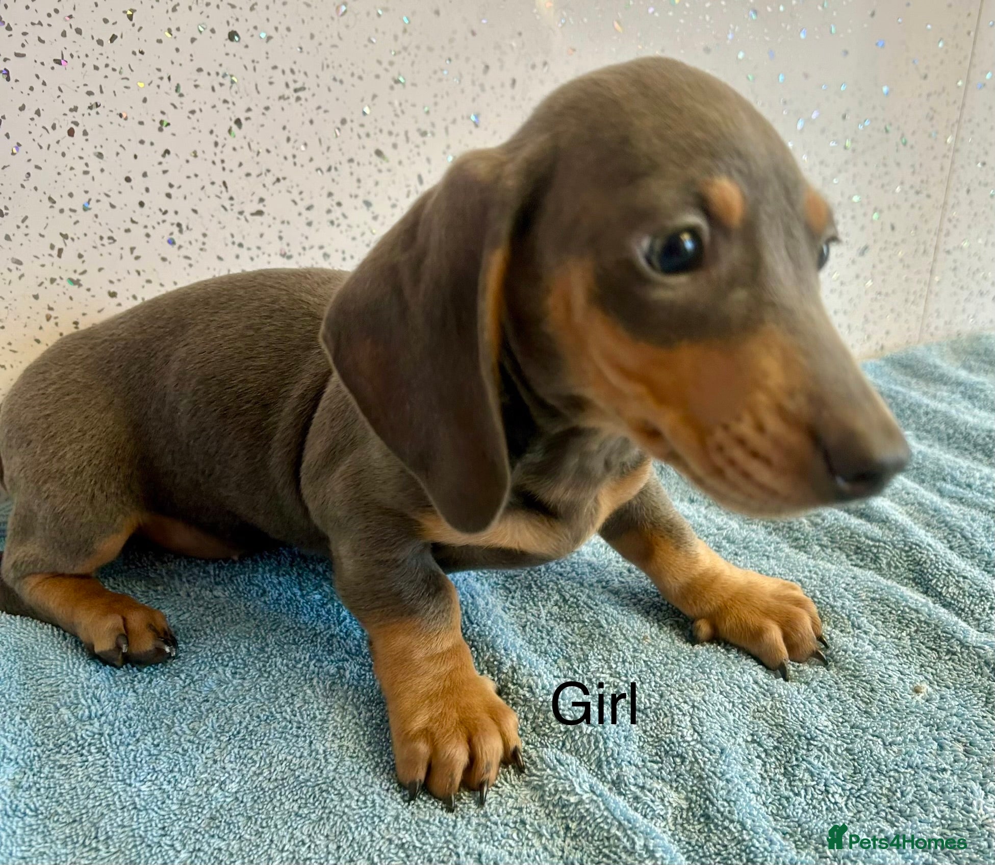 Miniature Dachshund dogs Stunning miniature dachshunds  - Advert 1