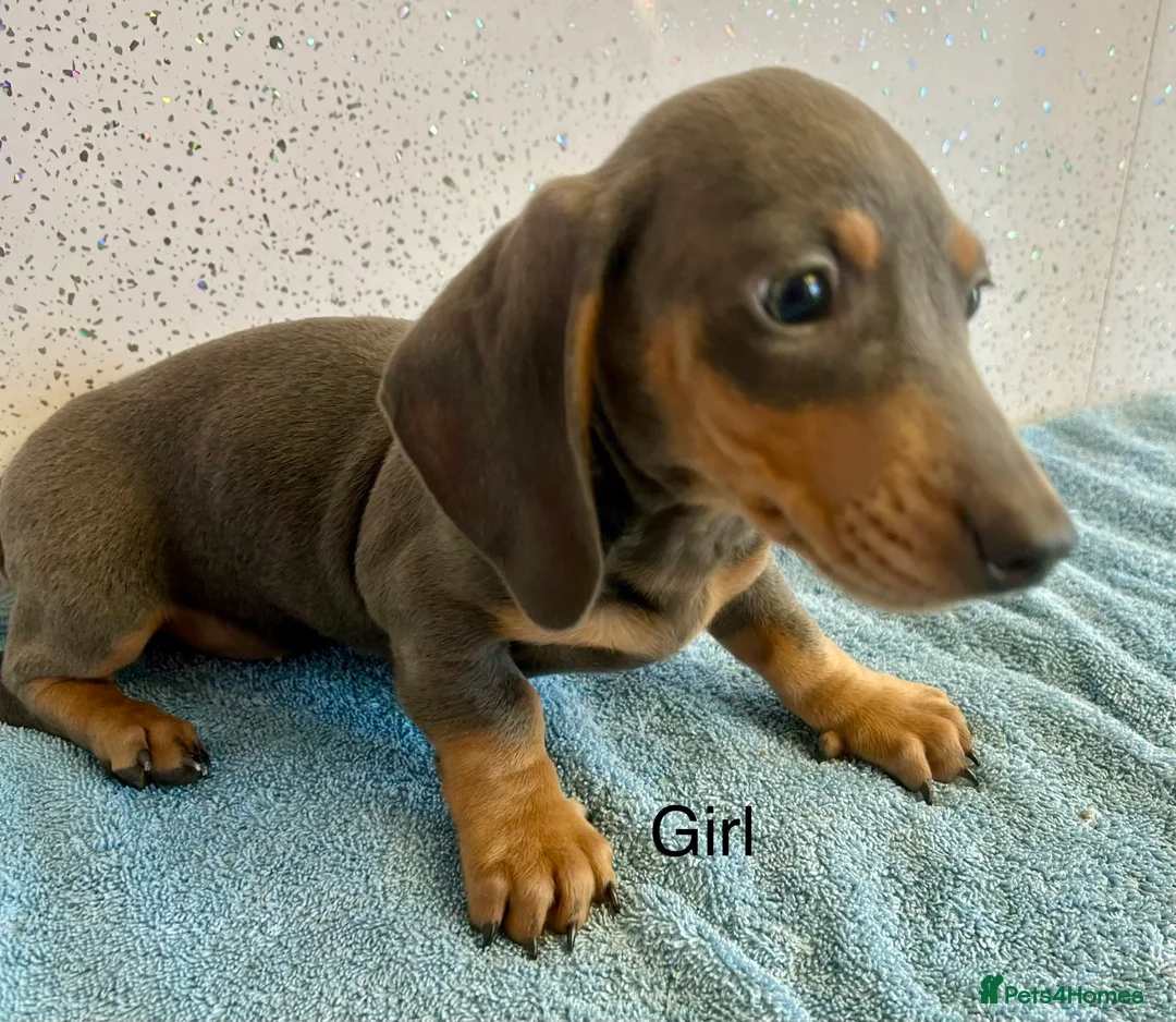 Miniature Dachshund dogs for sale: Stunning miniature dachshunds  - Advert 1