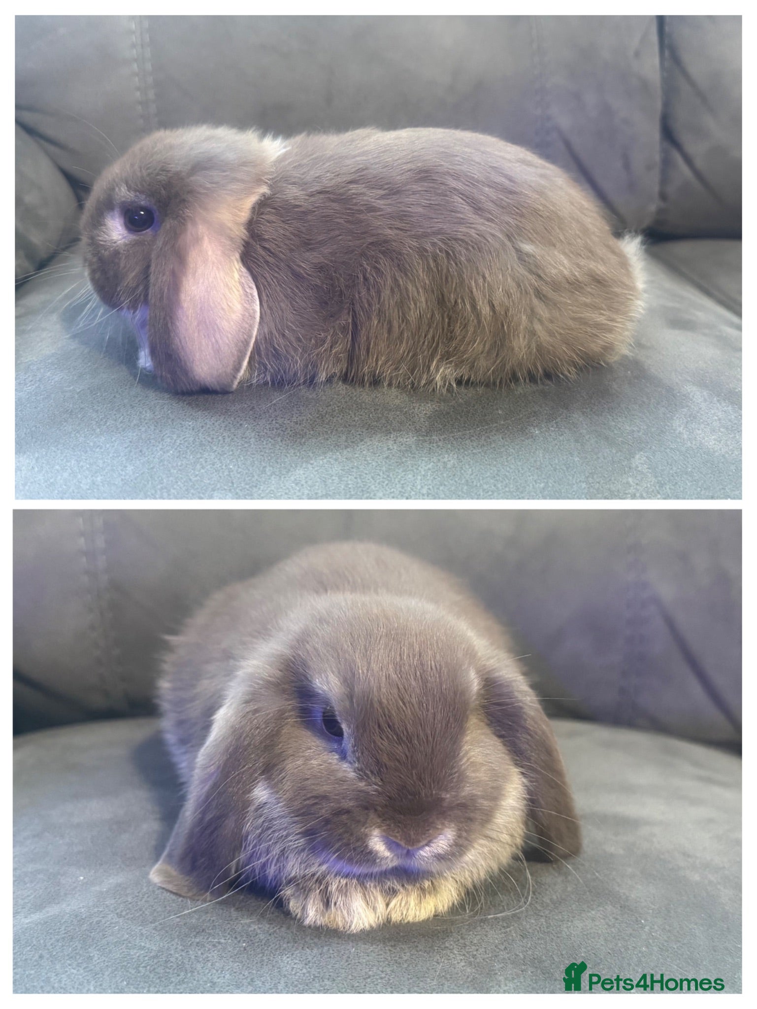 Mini Lop rabbits Beautiful Pure Mini Lops - Advert 2