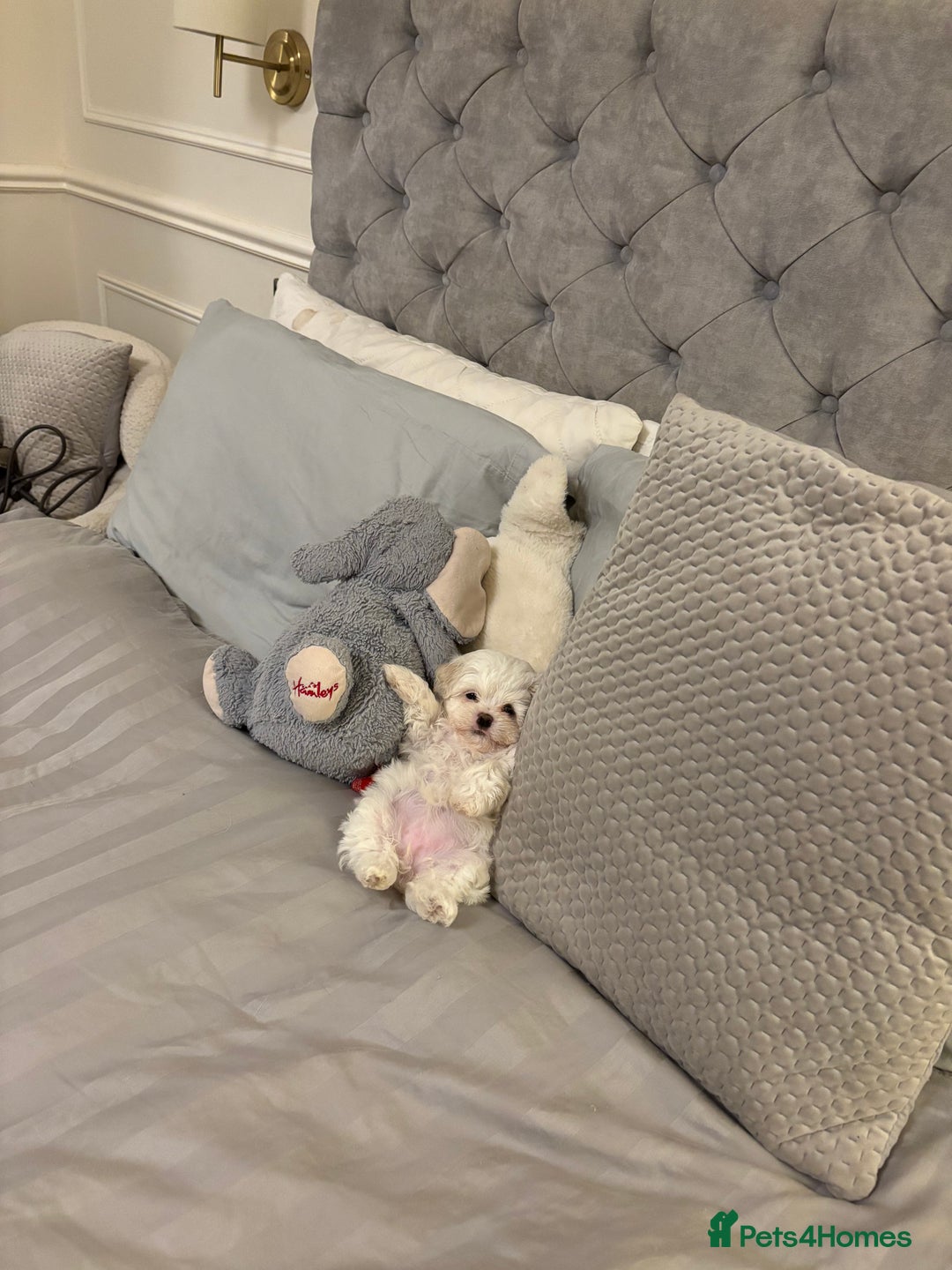 Maltese dogs for sale: READY TO LEAVE KC Korean Maltese Pups  - Advert 9