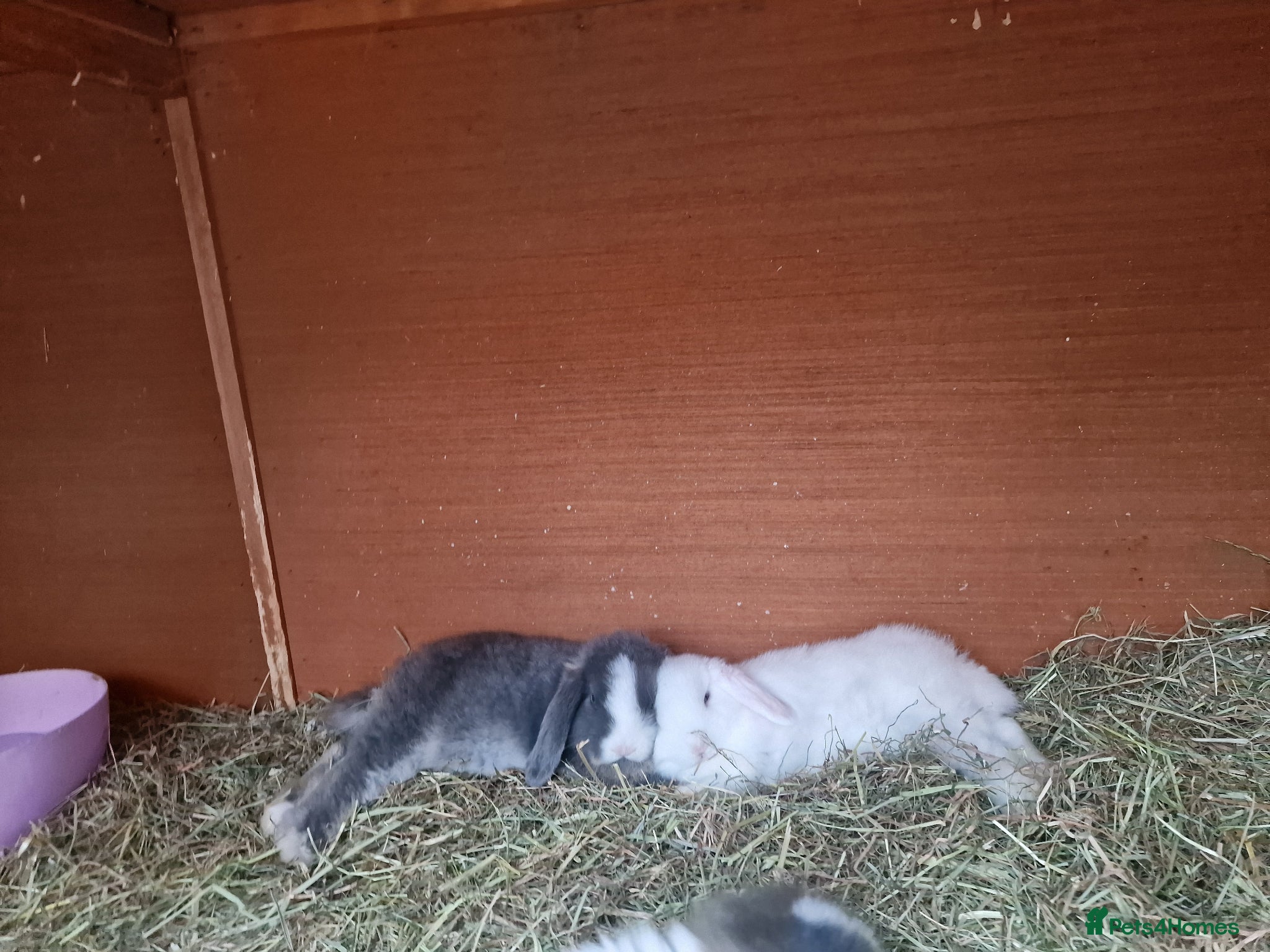 Mini Lop rabbits Beautiful Mini Lops 7 weeks Ready to Reserve Now - Advert 1