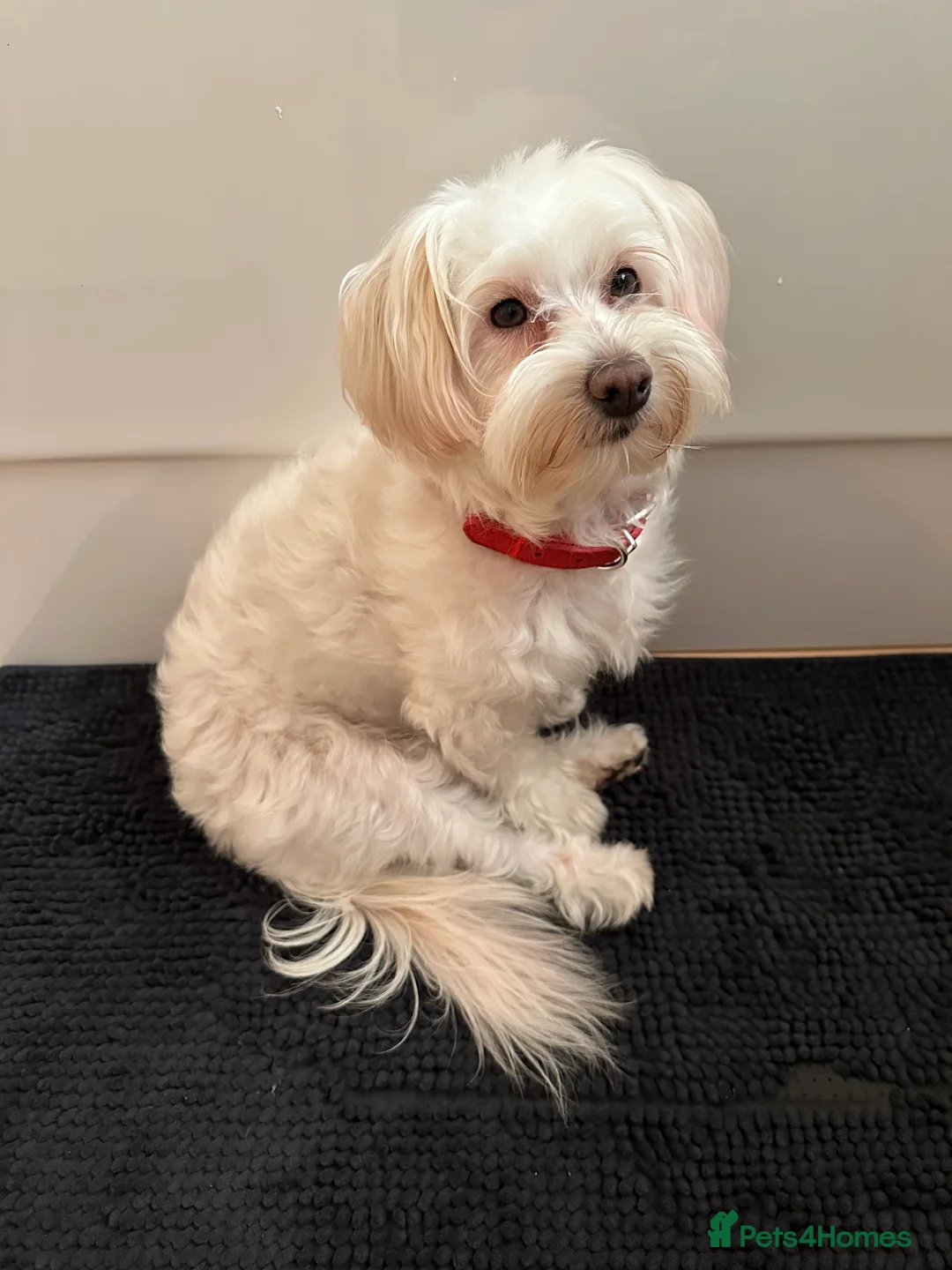 Bichon Frise dogs for sale: Adorable Bichon Frise Puppies - Advert 6