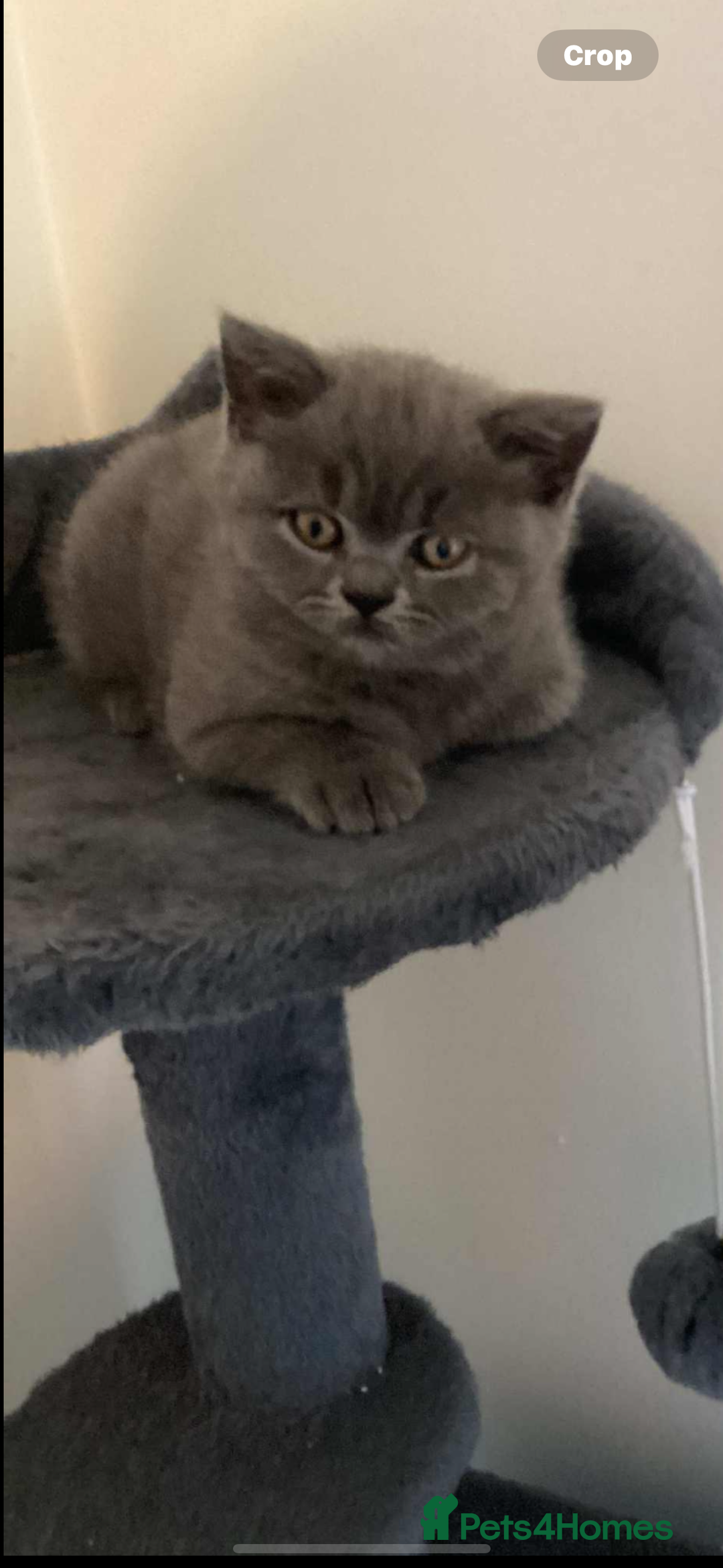 British Shorthair cats for sale: Pure breed British shorthairs  - Image 4