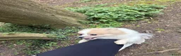 Pomeranian dogs for sale: Beautiful female adult Pom  - Advert 4