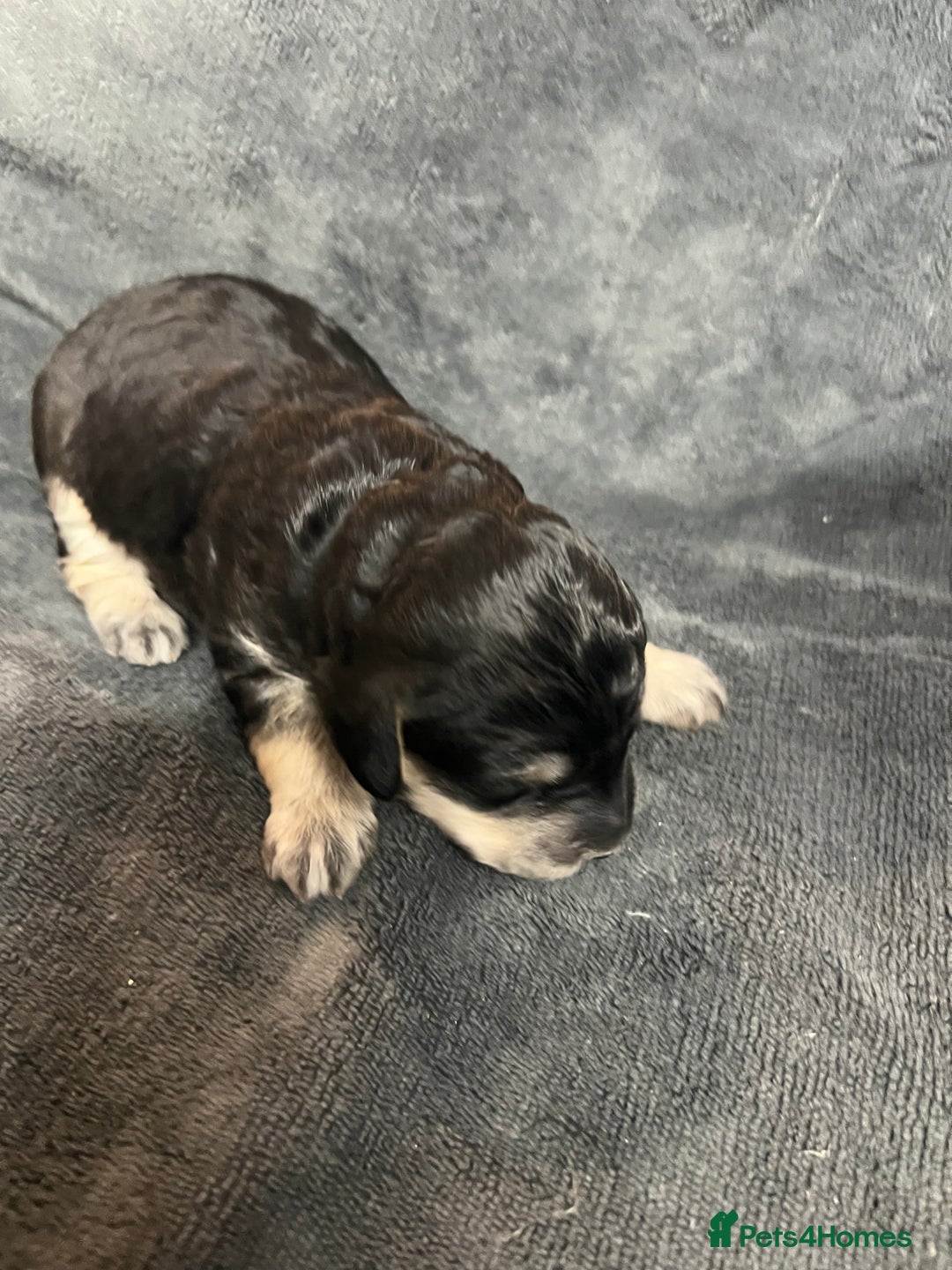 Cockapoo dogs for sale: Stunning F1B Cockapoos - Advert 6