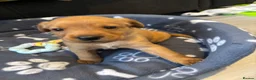 Labrador Retriever dogs for sale: Labrador puppies  in Weymouth - Advert 32