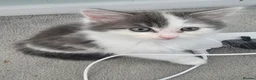 Mixed Breed cats for sale: Two gorgeous angels need a forever home  in Witney - Advert 24