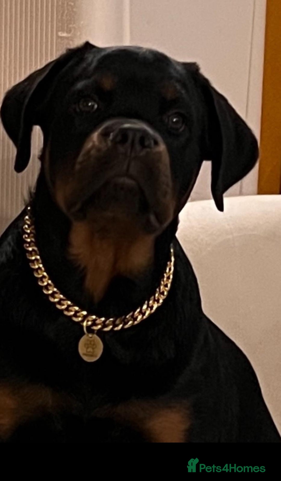 Rottweiler dogs for sale: 5 Generation Pedigree KC Pure Rottweiler - Advert 6