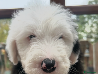 Old English Sheepdog dogs Outstanding Old English Sheepdog - Advert 10