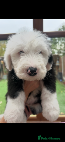 Old English Sheepdog dogs Outstanding Old English Sheepdog - Advert 5