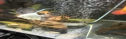 Angelfish fish for sale: LONG FIN GOLDEN ANGELS - Advert 13