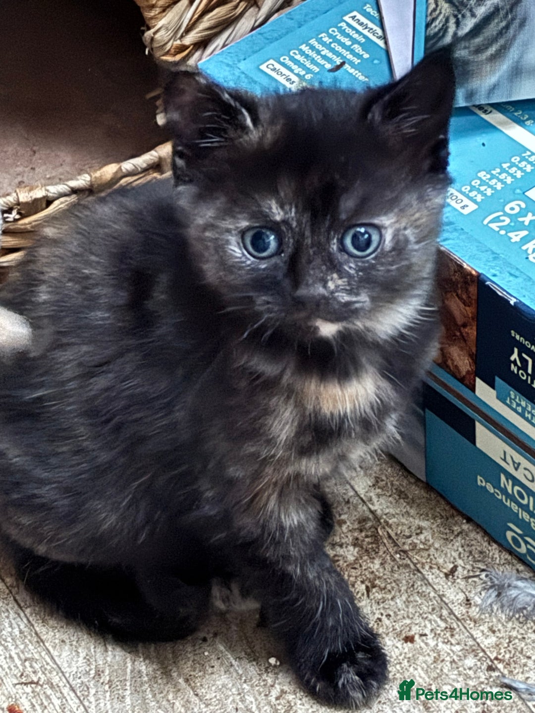 Domestic Shorthair cats for sale: Cute kittens  - Advert 2