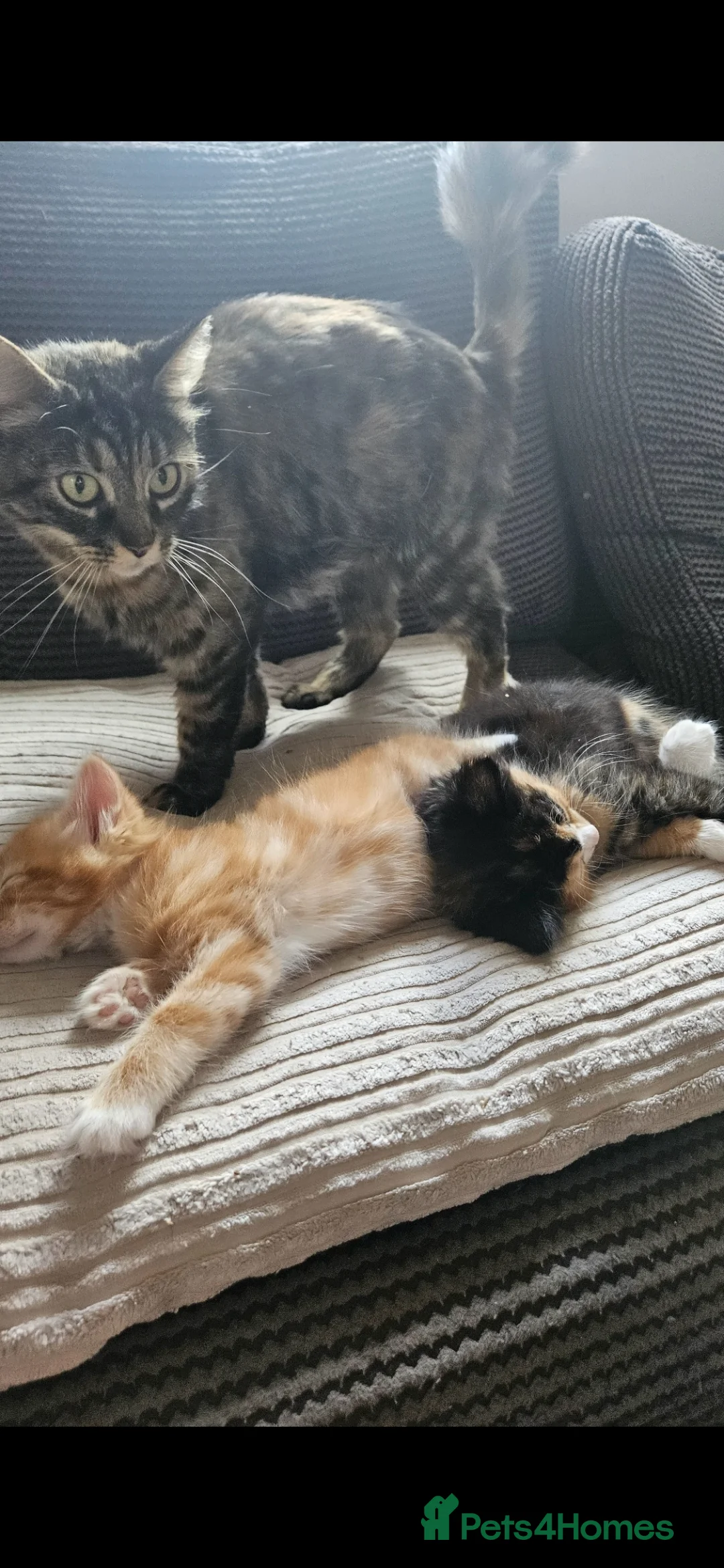 Mixed Breed cats for sale: Beautiful kittens looking for there forever homes  - Advert 2