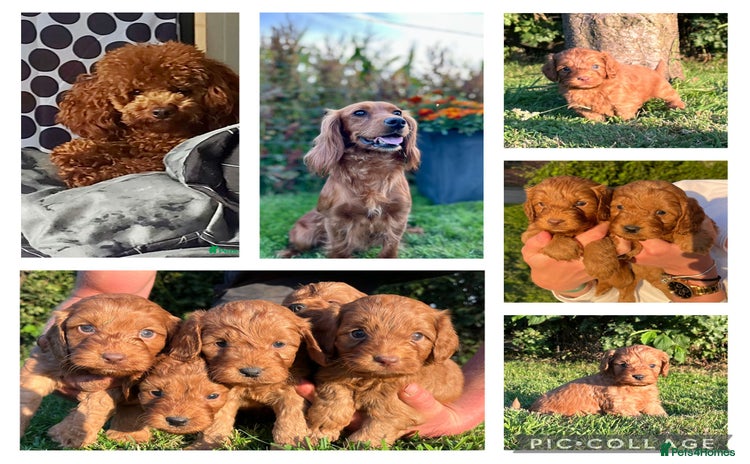 Cockapoo dogs - Advert 2