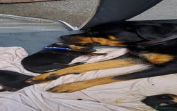 Rottweiler dogs for sale: Rottweiler puppies - Image 7