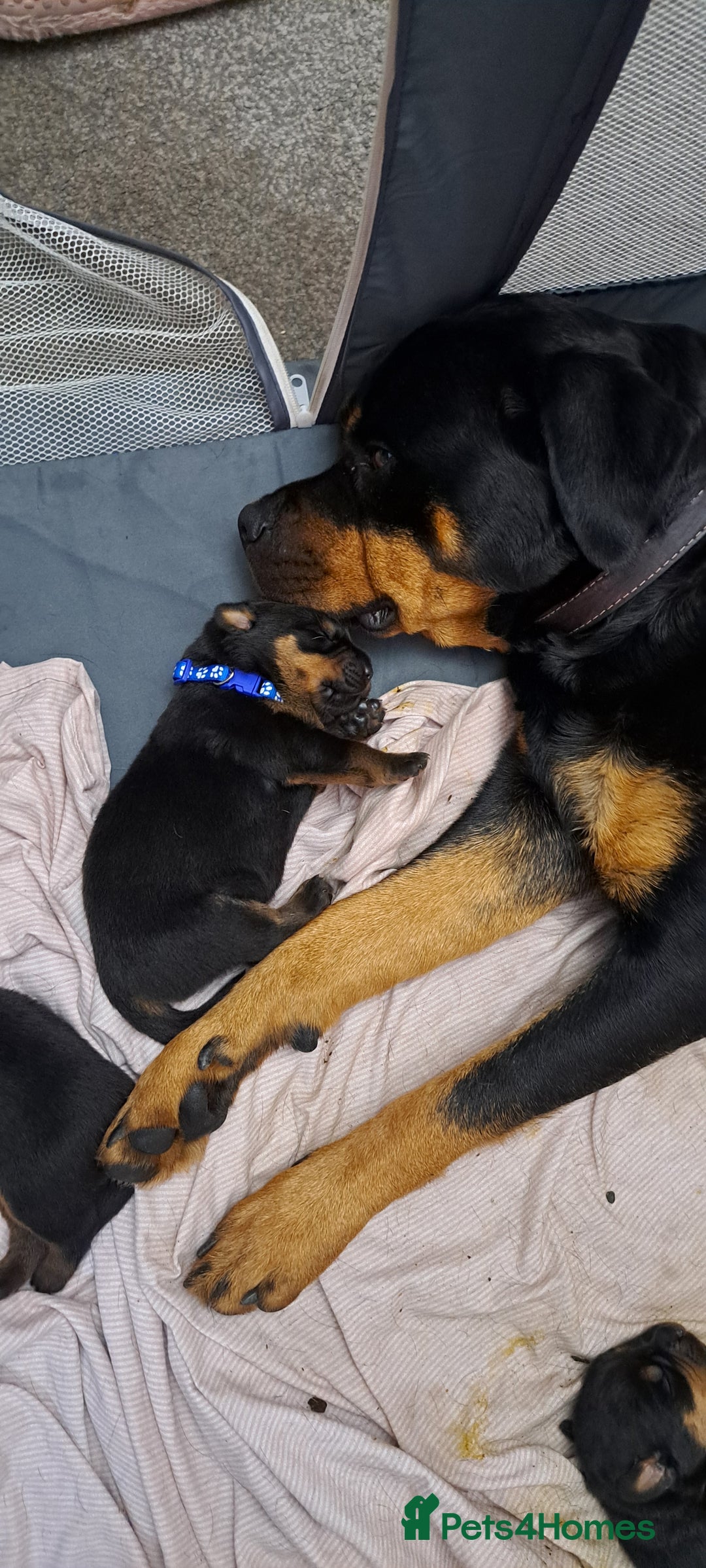 Rottweiler dogs for sale: Rottweiler puppies - Image 7