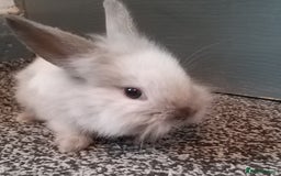 Mixed Breed rabbits for sale: Lion head mini lops 😍 in Sheffield - Image 6