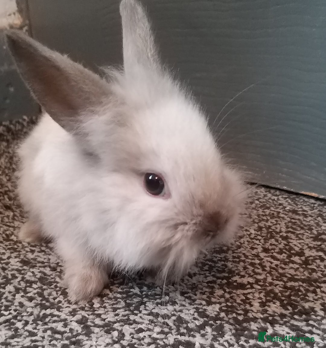 Mixed Breed rabbits for sale: Lion head mini lops 😍 in Sheffield - Image 6