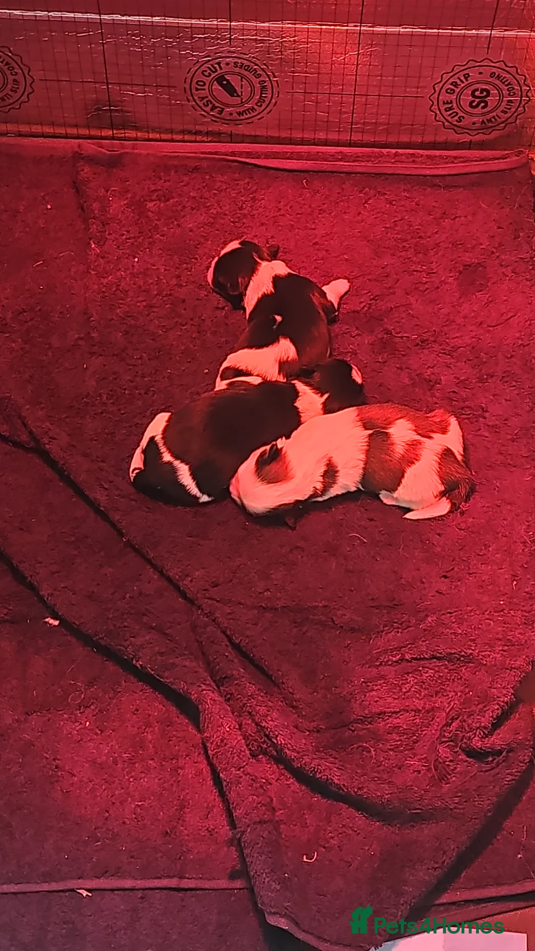 Lhasa Apso dogs for sale: Lhasa Apso puppies PRA4 clear. - Advert 3