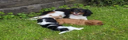 Cavalier King Charles Spaniel dogs for sale: * DNA TESTED CLEAR PUPPIES * - Advert 5